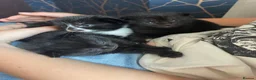 Mixed Breed cats for sale: Mixed Kittens - Advert 3
