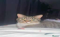 Bengal cats for sale: Bengal cross  - Image 2