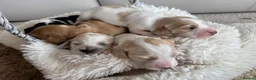 Cocker Spaniel dogs for sale: Show type cocker spaniel puppie  - Advert 12