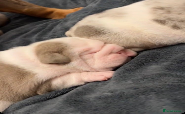 English Bulldog dogs - Advert 4