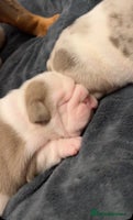 English Bulldog dogs - Advert 11
