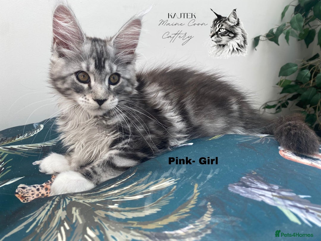 Maine Coon cats for sale: Russian lane fluffy XXL Maine Coons - Image 3