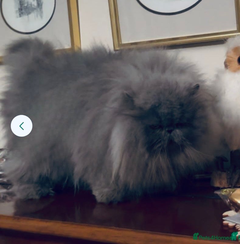 Persian cats Beautiful girl Pure Persian cat - Advert 5