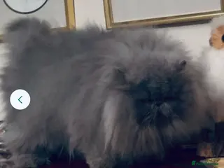 Persian cats Beautiful girl Pure Persian cat - Advert 5