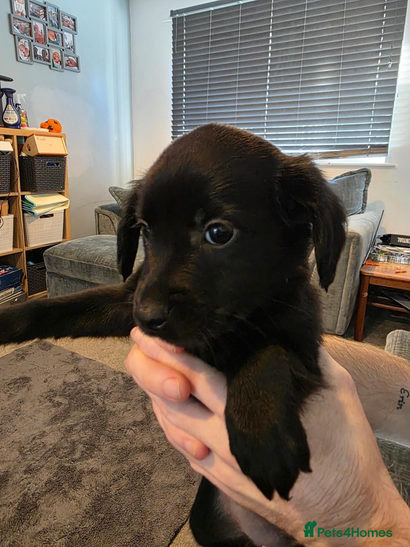 Mixed Breed dogs Staffie×whippet Pups  - Advert 1