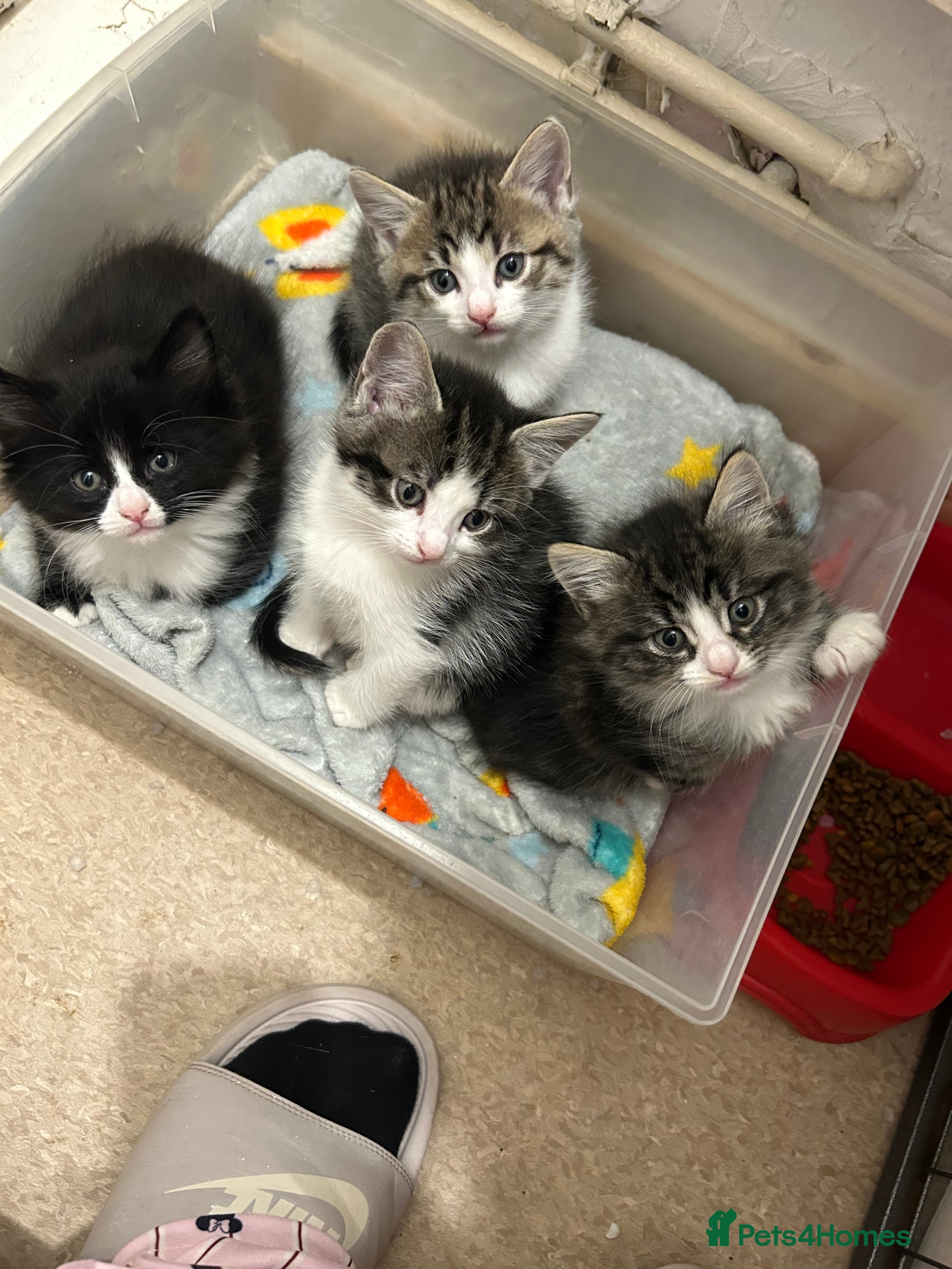 Perdoll cats Beautiful perdoll babies ❤️ reduced past baby  - Advert 1