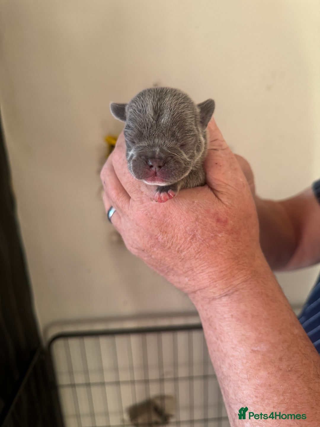 French Bulldog dogs for sale: French bulldog puppies  - Advert 1