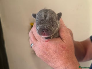 French Bulldog dogs French bulldog puppies - Advert 1