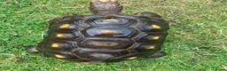 Tortoise reptiles for sale: RED FOOTED TORTOISE MALE 30 YEARS OLD - Advert 4
