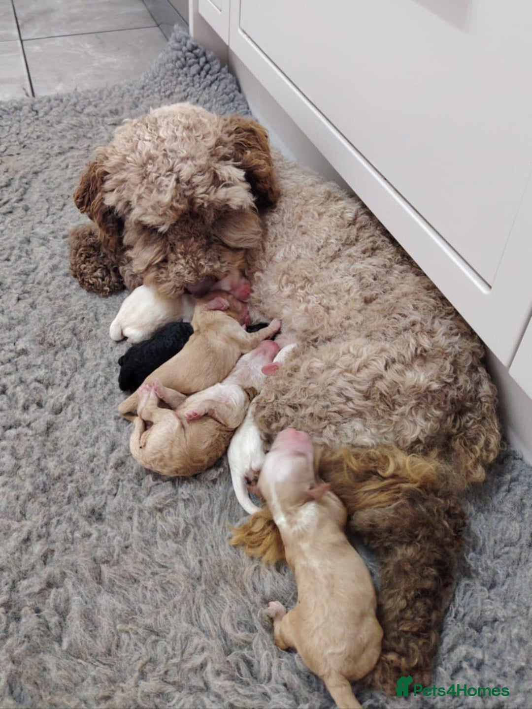 Cockapoo dogs for stud: Chester our F1 Proven cockapoo in Barnsley - Image 11