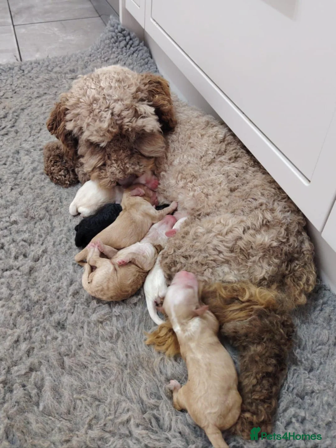 Cockapoo dogs for stud: Chester our F1 Proven cockapoo in Barnsley - Advert 12