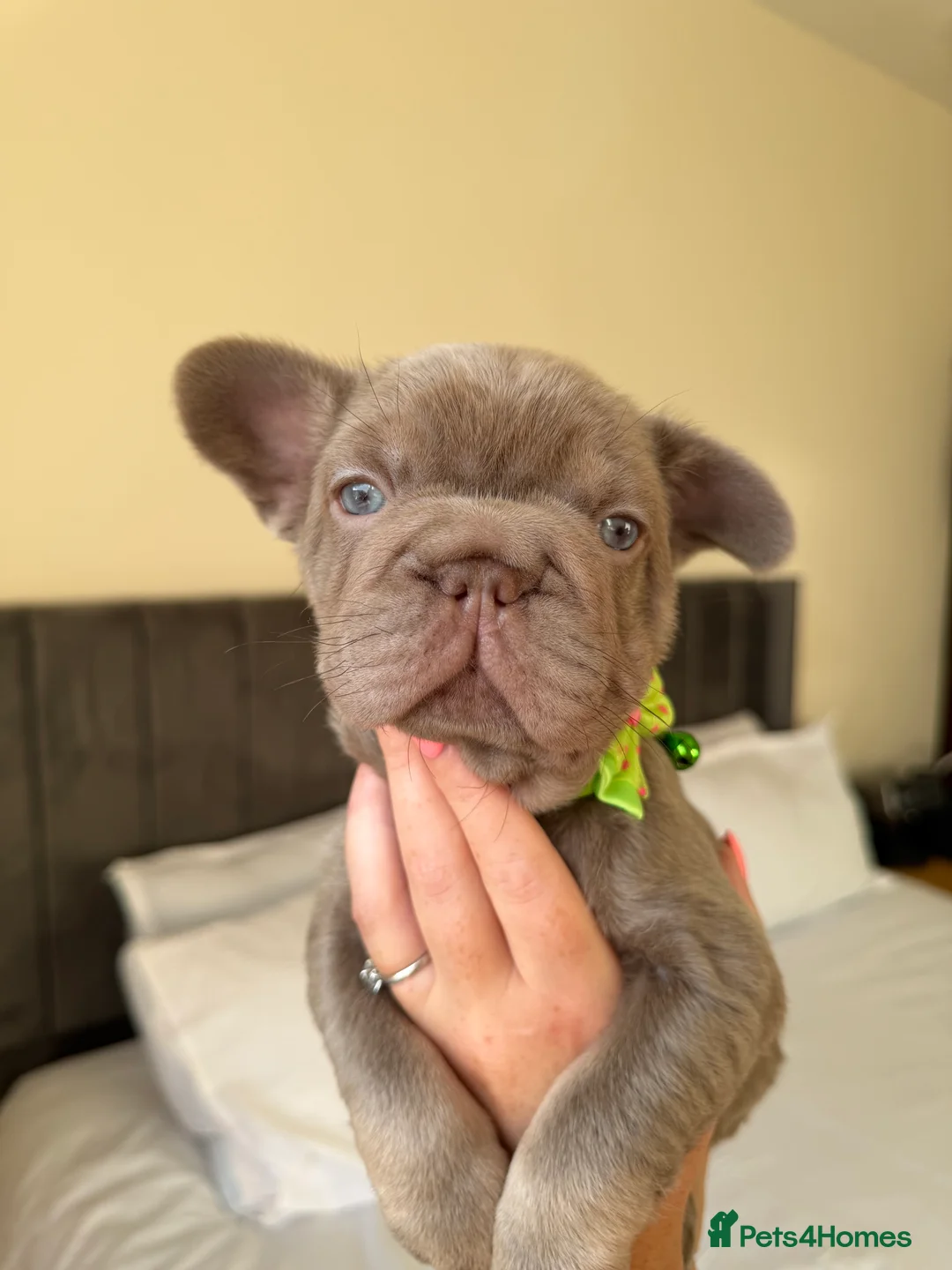 French Bulldog dogs for sale: French bulldog  - Advert 24