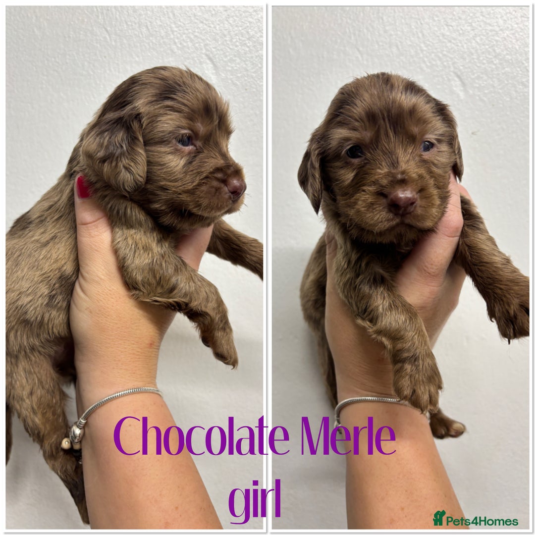 Cocker Spaniel dogs for sale: 🌟 cocker spaniel puppies 🌟 - Image 12