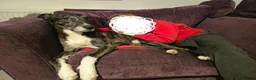 Lurcher dogs for sale: Loki - 5 year old lurcher boy in Holyhead - Advert 4
