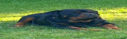 Rottweiler dogs for sale: Big Rottweiller Girl Puppy for sale - ready to go - Advert 2