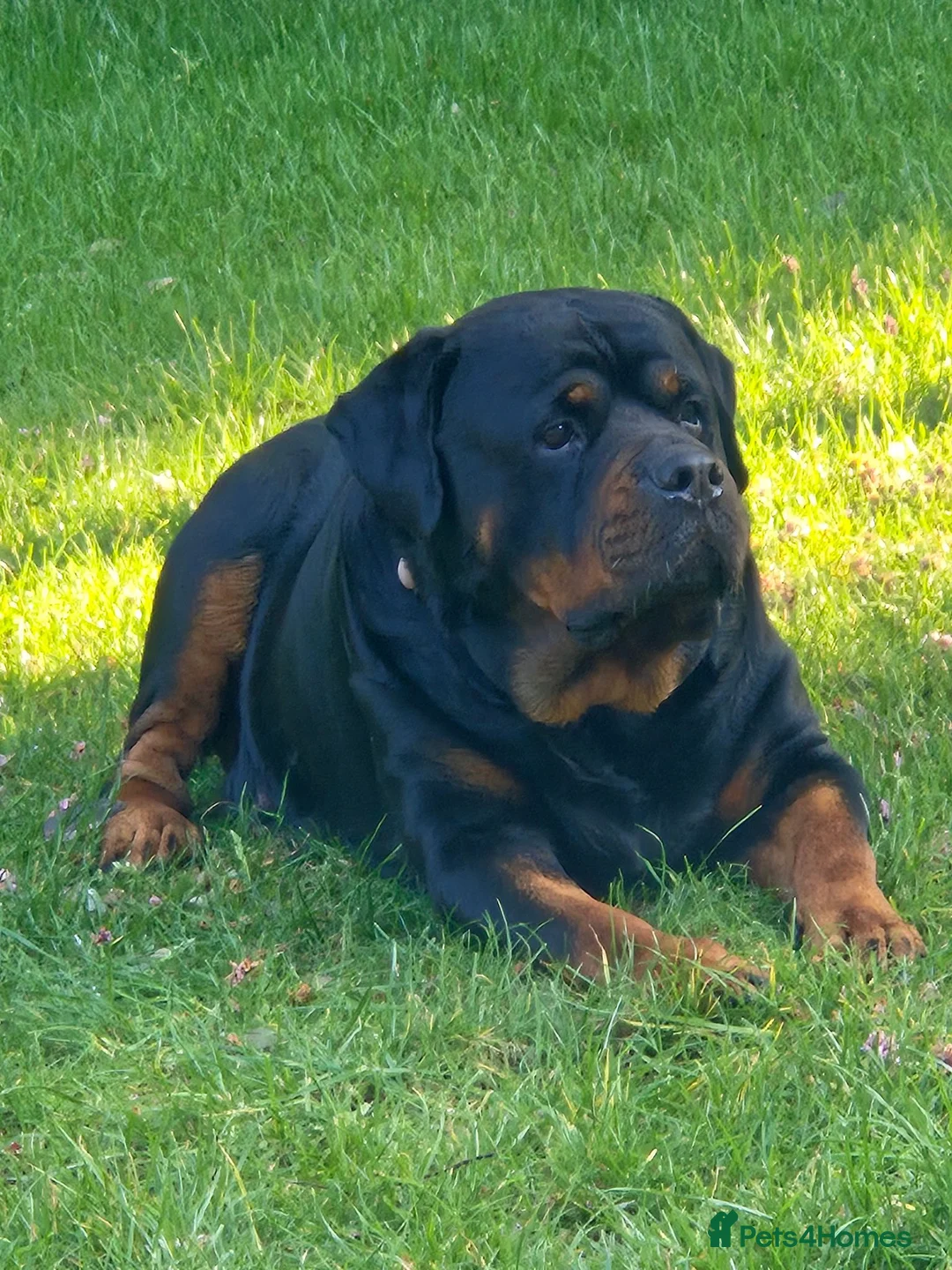 Rottweiler dogs for sale: Big Rottweiller Girl Puppy for sale - ready to go - Advert 2