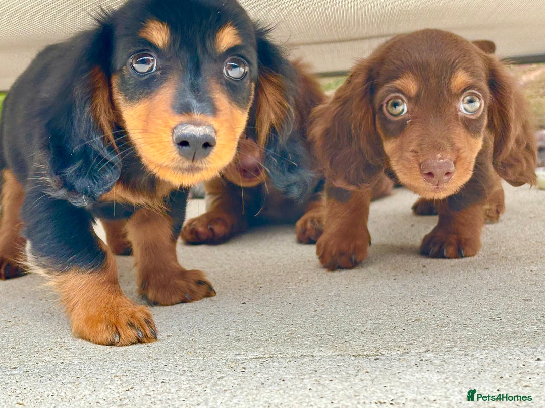 Dachshund dogs for sale: LONGHAIRED MINIATURE DACHSHUND READY NOW - Image 4