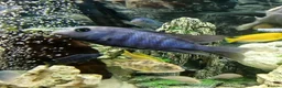 Cichlids fish for sale: African cichlids - Advert 5
