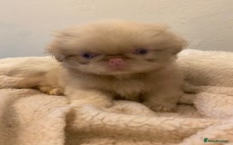 Pekingese dogs for sale: Pink Pekingese puppies  - Advert 7