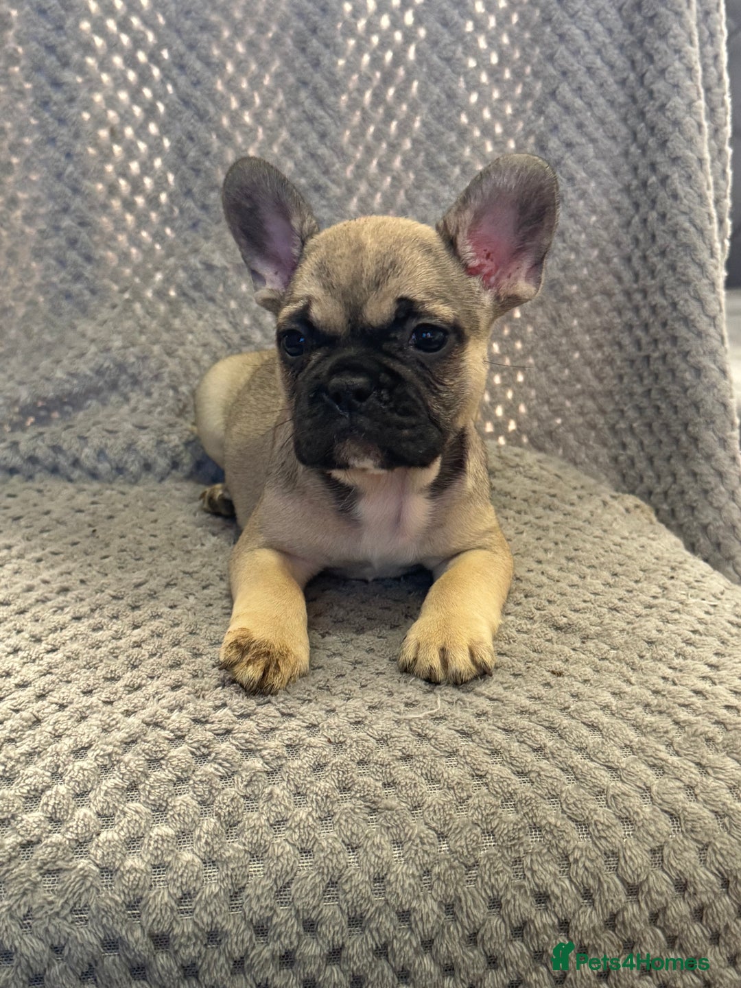 French Bulldog dogs for sale: FRENCH BULLDOG 🐶 - Advert 8