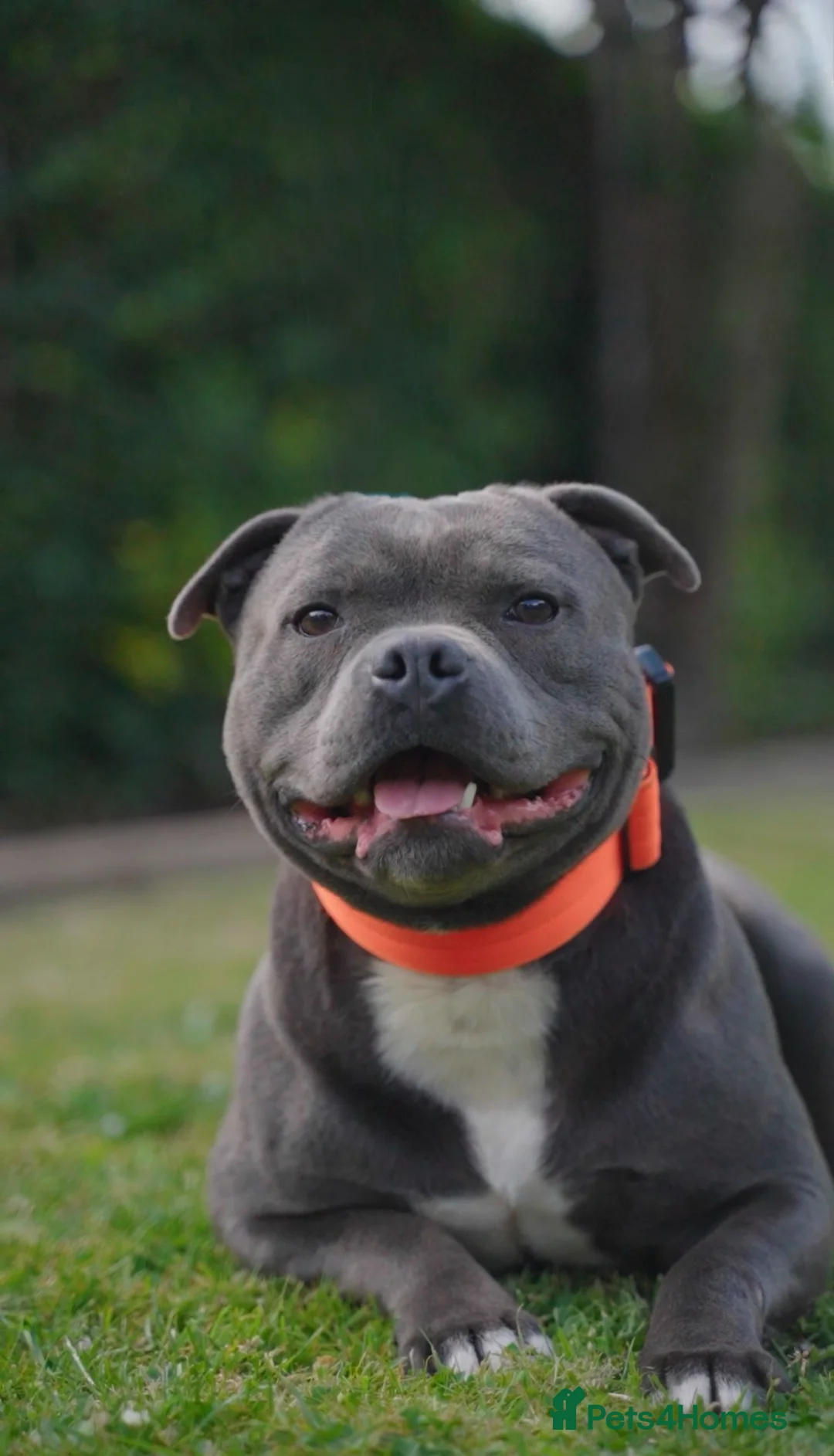 Staffordshire Bull Terrier dogs for stud: NARCOS! THE U.K’s FINEST STAFFY AVAILABLE NOW! in Nottingham - Advert 4