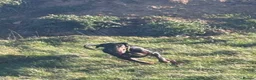 Dobermann dogs for sale: Doberman and German short haired pointer  - Advert 15