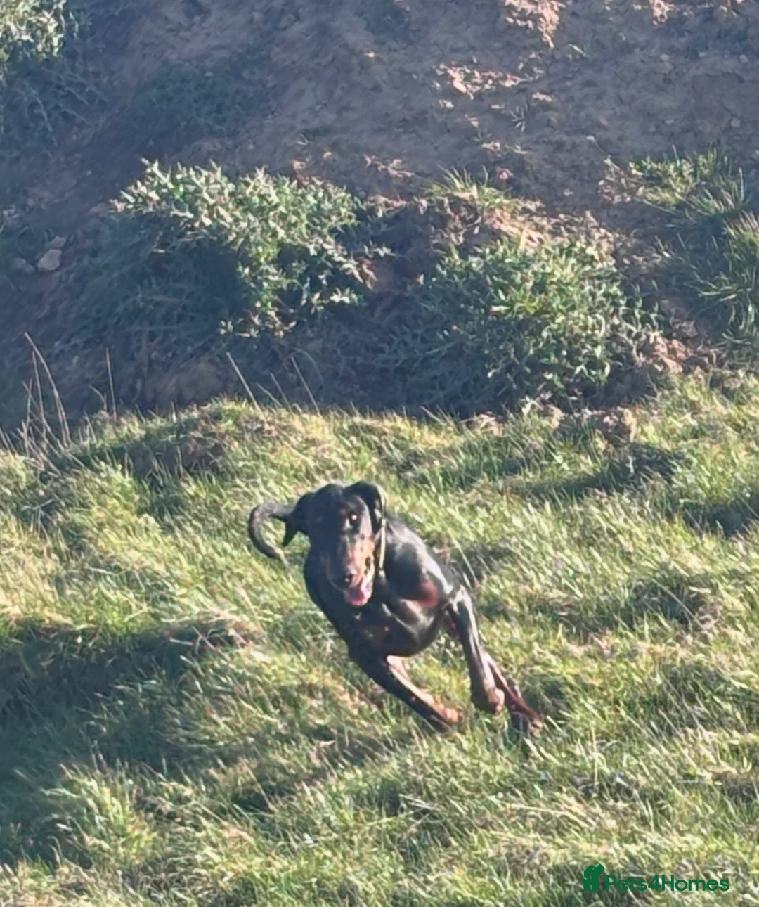 Dobermann dogs for sale: Doberman and German short haired pointer  - Advert 15