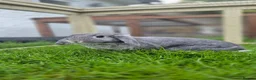 Mini Lop rabbits for sale: Benji Grey, castrated and vaccinated  - Advert 4
