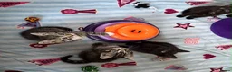 Mixed Breed cats for sale: 5 Beautiful kittens for sale - Advert 17