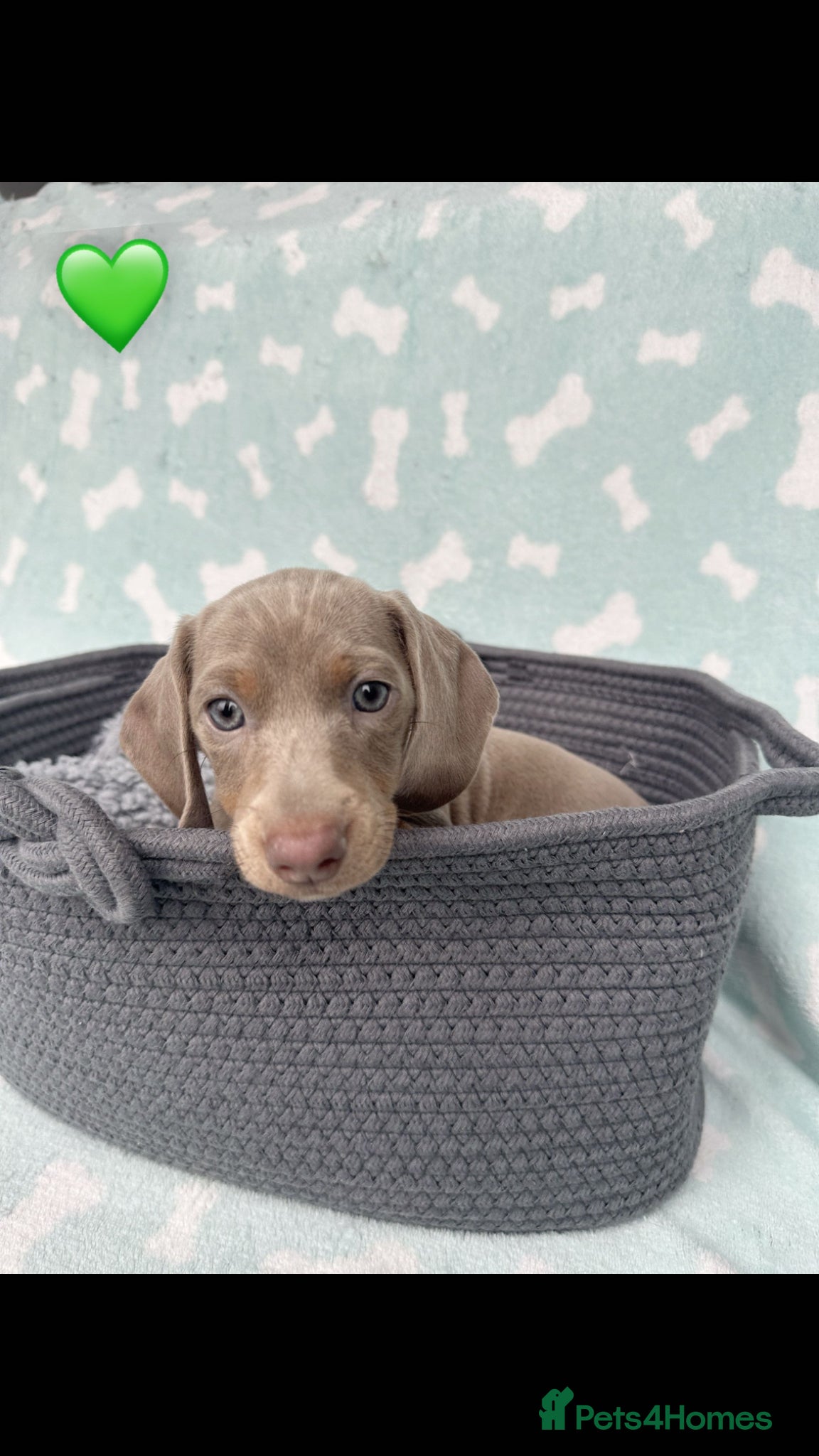 Miniature Dachshund dogs *ONLY 1 LEFT* Beautiful Miniature Dachshunds - Advert 16