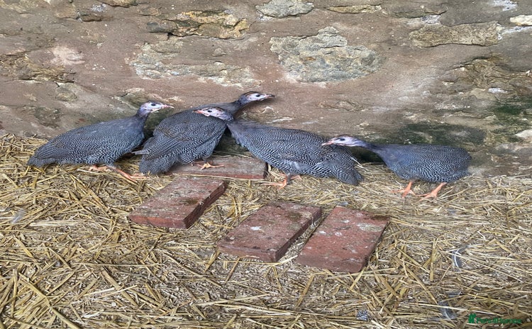 Guinea Fowl poultry - Advert 1