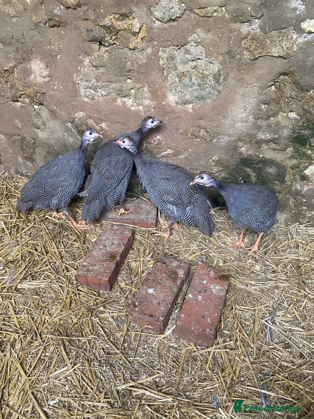 Guinea Fowl poultry for sale: Unsexed Guineafowl - Image 1