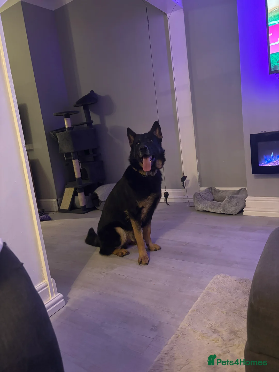 German Shepherd dogs for sale: German shepherd  - Advert 1