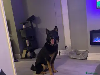 German Shepherd dogs German shepherd - Advert 1