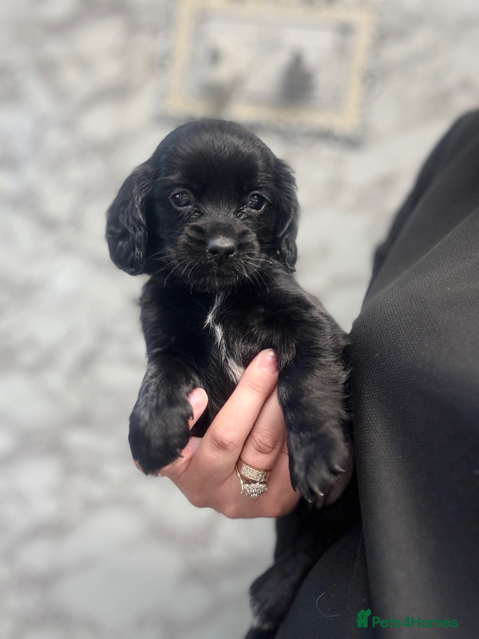 Doxiepoo dogs 4 beautiful Dacshund cross poodle  - Advert 14