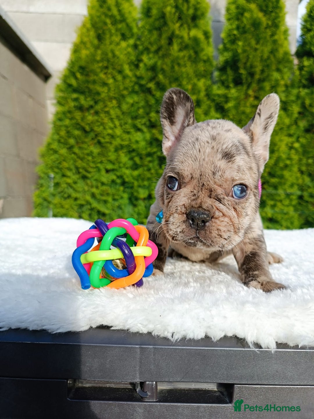 French Bulldog dogs for sale: ❤️ 🐶 beautiful French bulldog puppies ❤️🐶 - Image 17