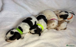 Beagle dogs for sale: KC Registered & Health Tested Puppies - Image 14