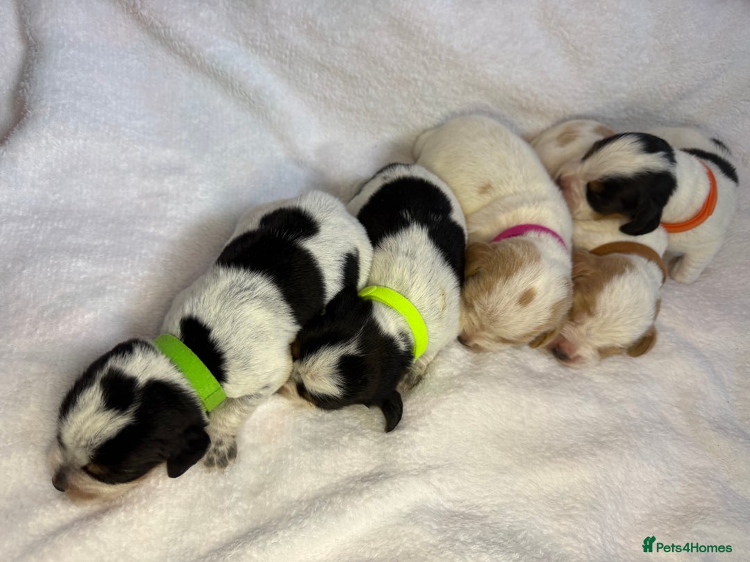 Beagle dogs for sale: KC Registered & Health Tested Puppies - Image 14
