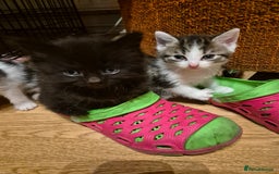 Mixed Breed cats for sale: 5 beautiful kittens  - Image 9