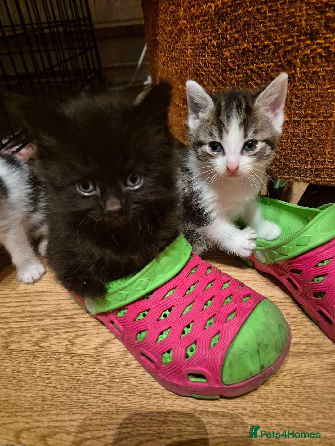 Mixed Breed cats for sale: 5 beautiful kittens  - Image 9