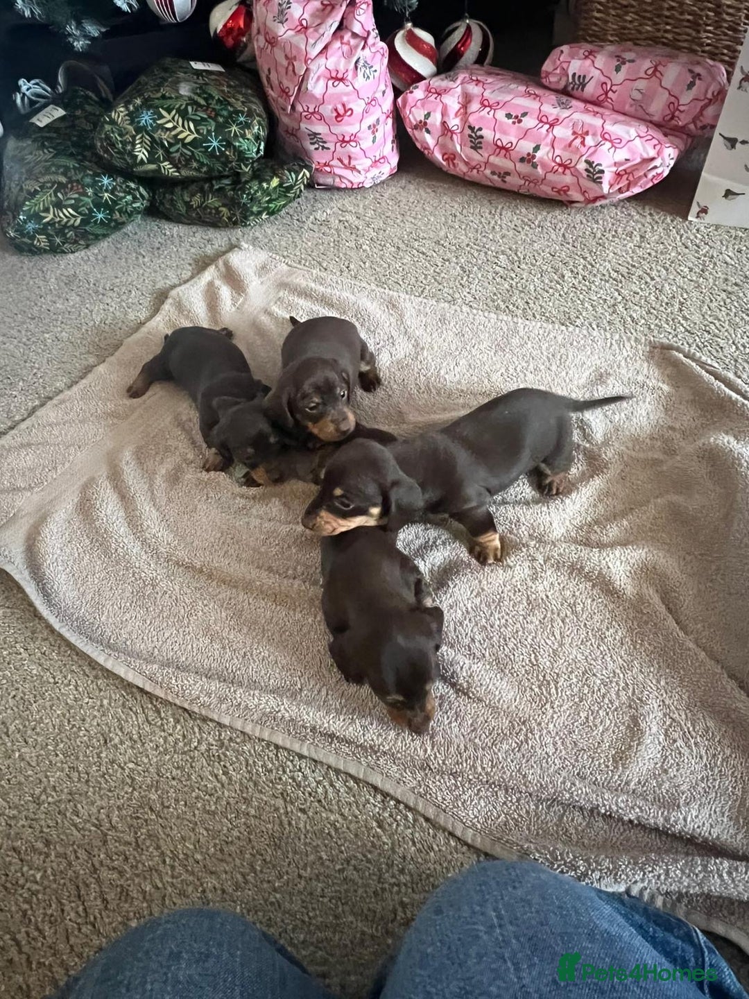 Miniature Dachshund dogs for sale: Chocolate & tan miniature dachshunds  - Advert 6