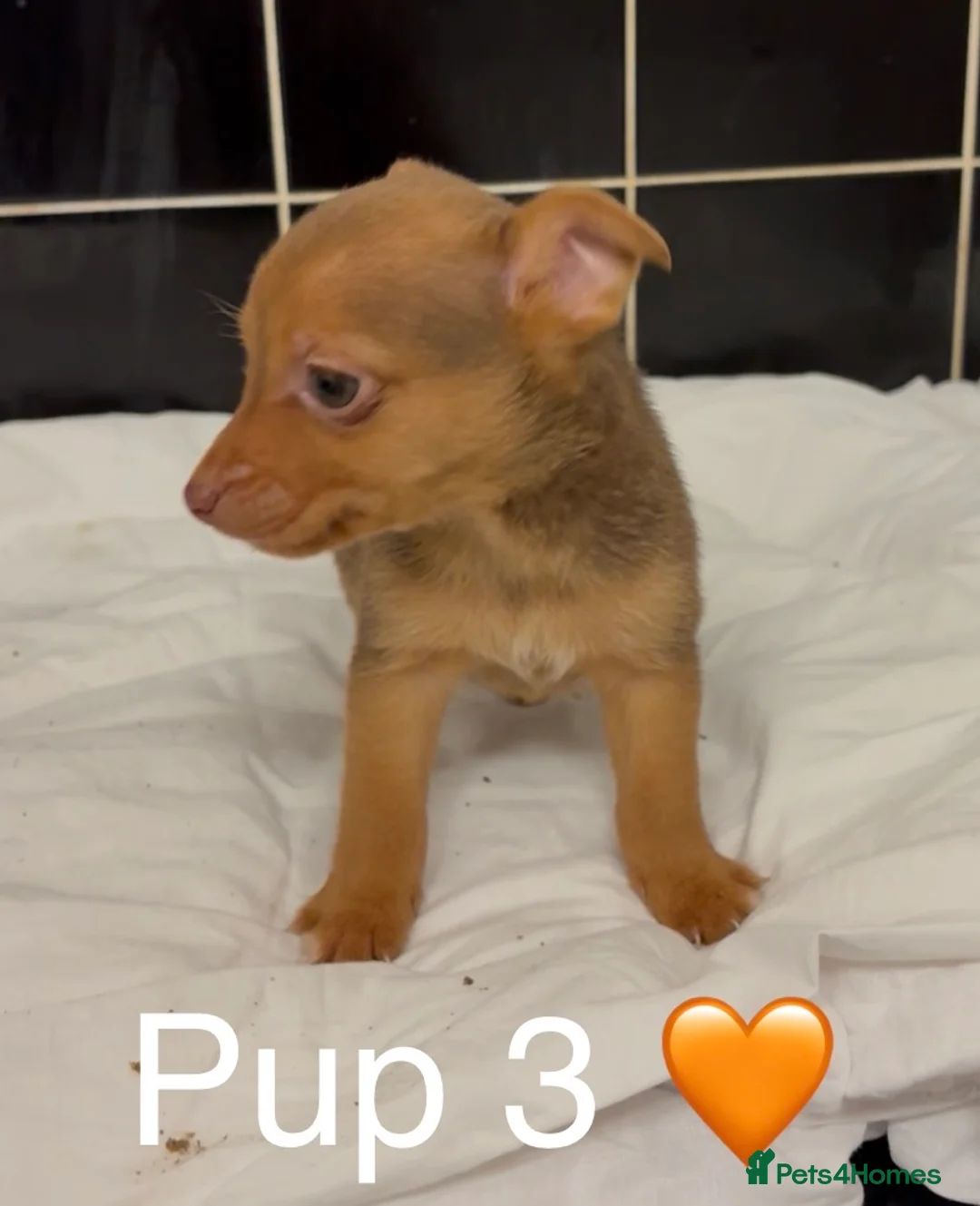 Jack Russell dogs for sale: ❤️Beautiful Litter Of Jack’s ❤️ - Advert 11