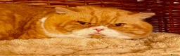 British Shorthair cats for stud: Red & White  (genetically cinnamon) For Stud - Advert 2