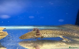 Axolotl reptiles for sale: Adorable Axolotls  - Image 6