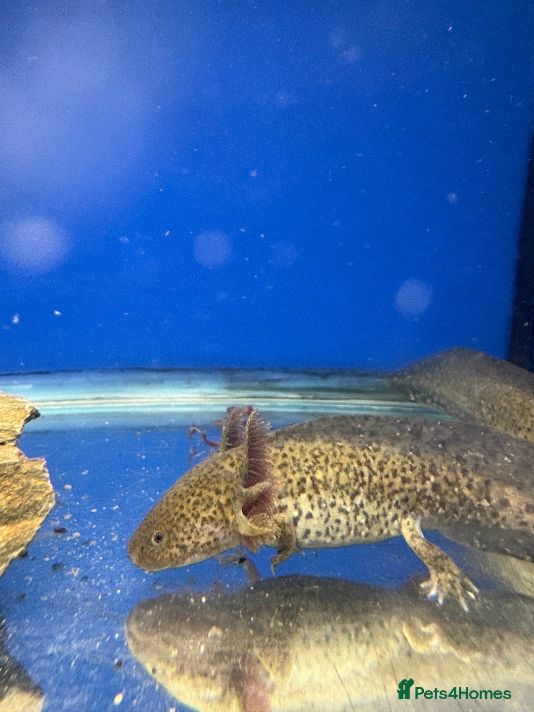 Axolotl reptiles for sale: Adorable Axolotls  - Image 6
