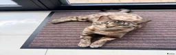 Bengal cats for sale: 5 year old Bengal Snow Mink - Advert 4