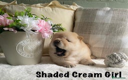 Chow Chow dogs for sale: 🌟Quality Chow Chow Puppies-ChampionLines🌟 - Image 11