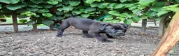 Mixed Breed dogs for sale: American bulldog cross dogue de bordeaux  - Advert 4