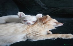 Chihuahua dogs for sale: 4 month old boy - Image 7