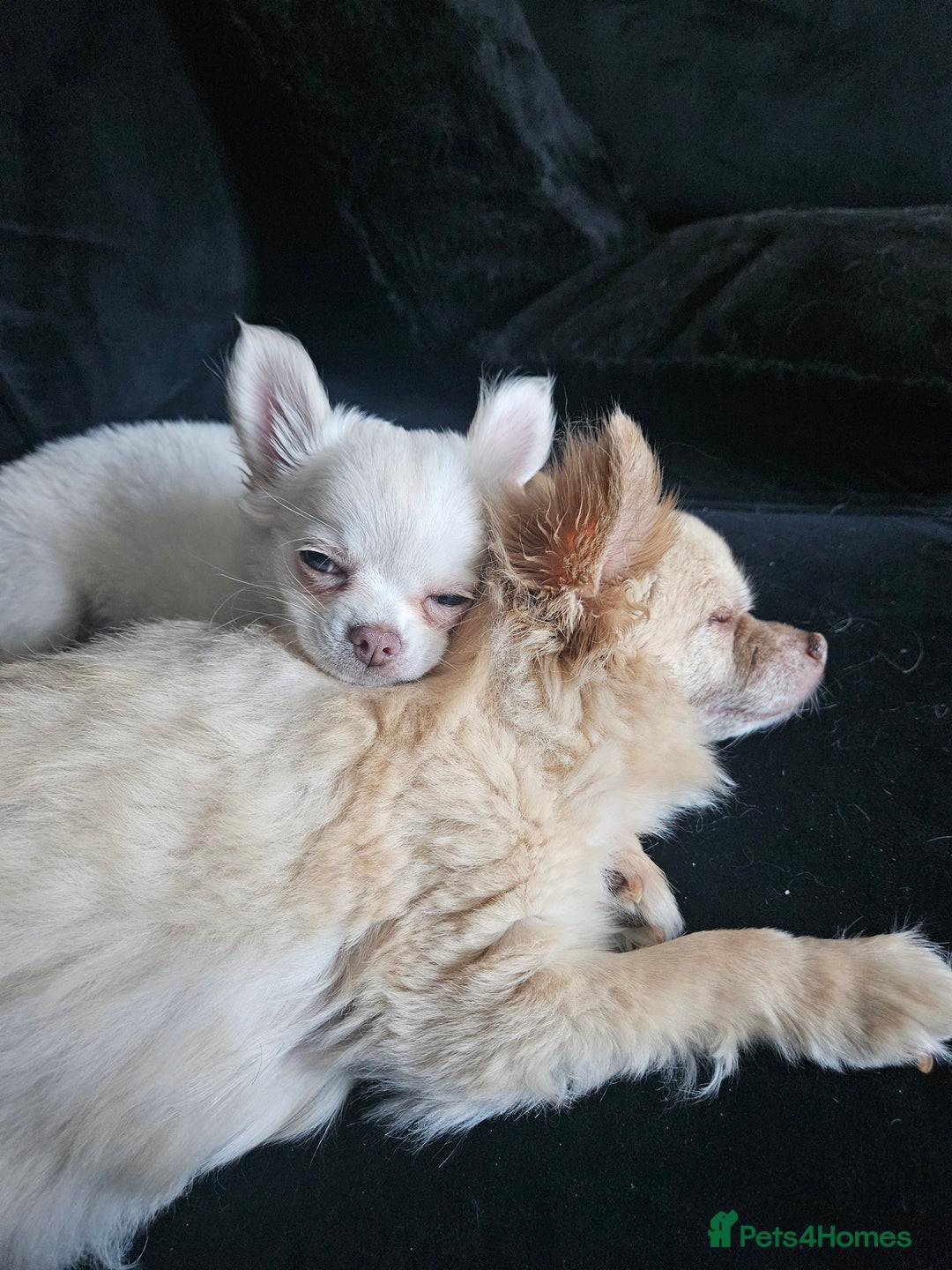 Chihuahua dogs for sale: 4 month old boy - Image 7